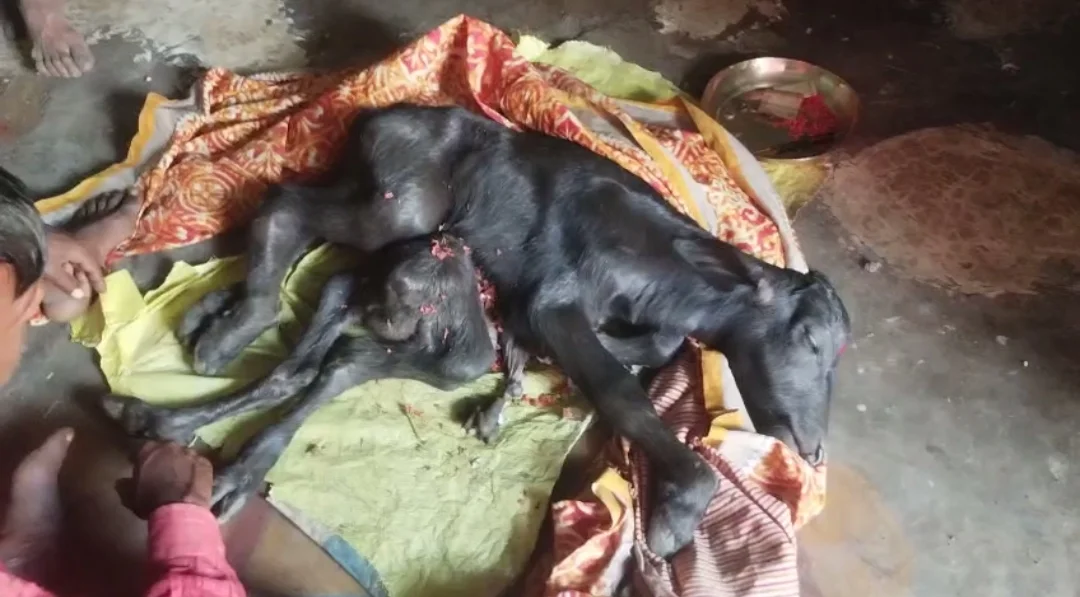 मध्यप्रदेश: डिंडौरी में भैंस ने दिया 8 पैर वाले बछड़े को जन्म, ग्रामीणों ने माना देवी का चमत्कार; दूर-दूर से पहुंच रहे लोग